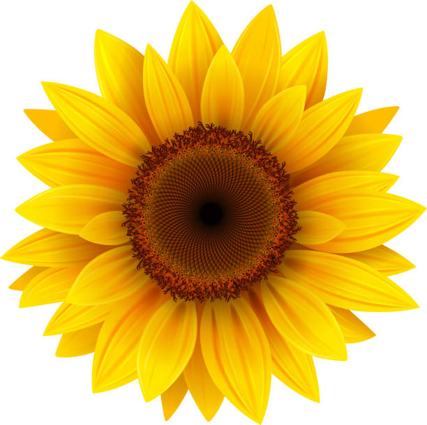 Bright yellow sunflower